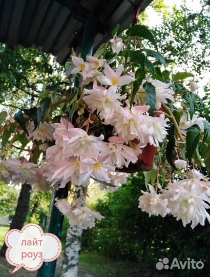 Ампельная бегония