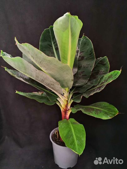 Пальма банан муса 19/78