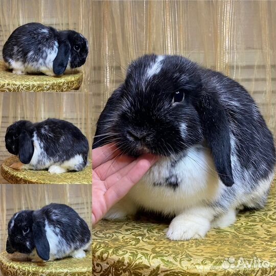 Карликовый вислоухий кролик