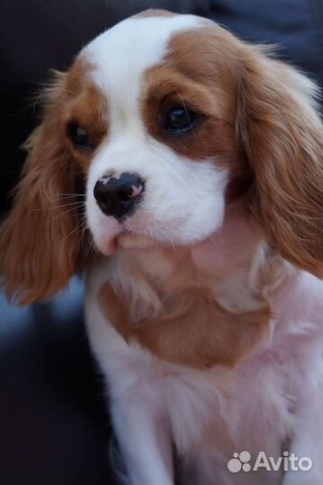 Девочка кавалер Кинг Чарльз спаниеля