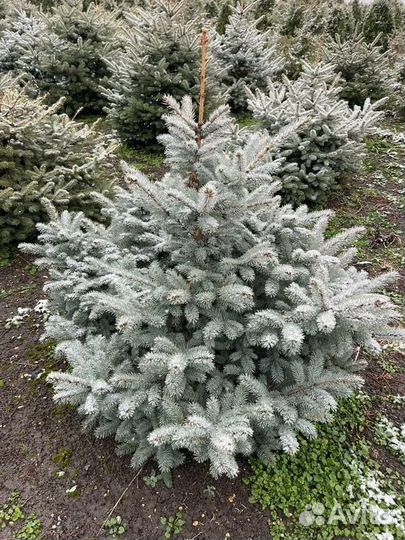 Ель колючая голубая Glauca - extra/300 cм (формиро