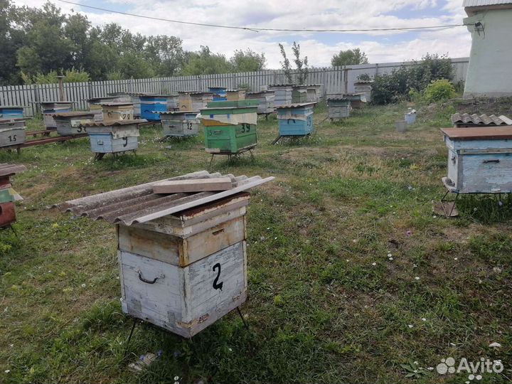 Мёд 2023г. С бесплатной доставкой