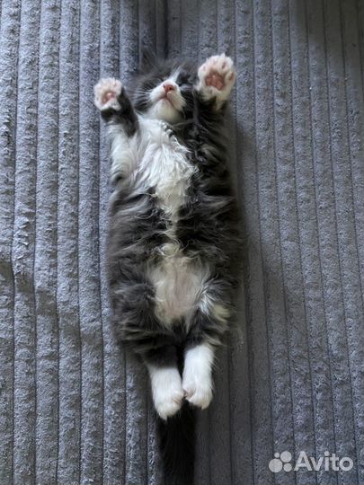 Котята мейкун