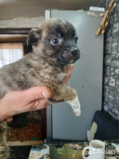 Щеночки мальчики отдам