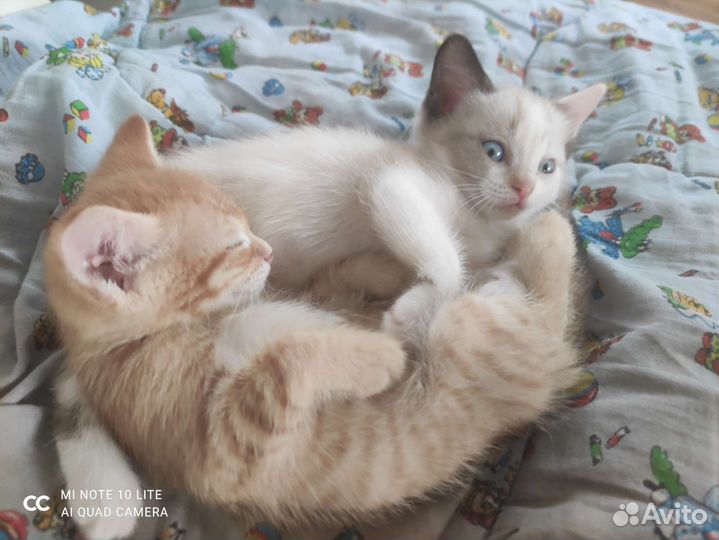Кошка в дар бесплатно