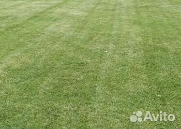 Газон от производителя
