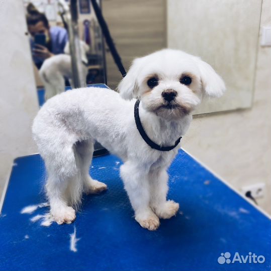 Груминг собак