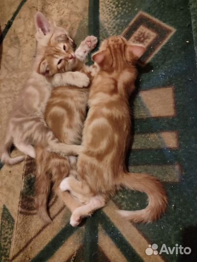 Котик в добрые руки