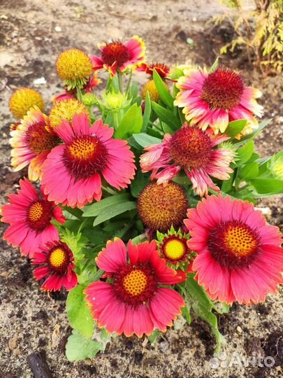 Цветы многолетние