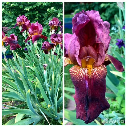 Саженцы ирисов бородатых