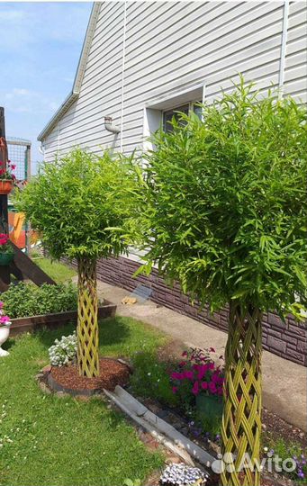 Плетенные деревья из ивы