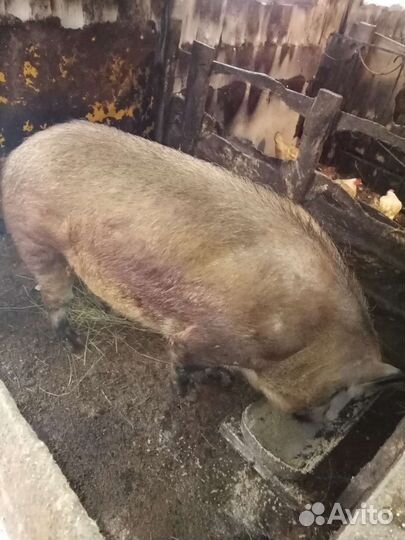 Хряк на племя