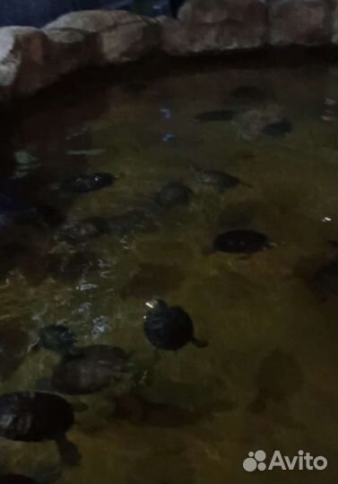 Купоны/билеты в Океанариум (действ.до 26октября)