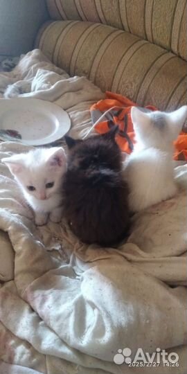 Котята в добрые руки бесплатно