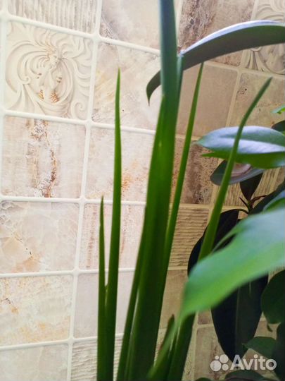 Комнатные цветы калла