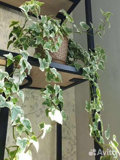 Плектрантус, хедера