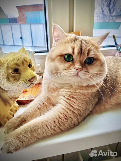 Кот на вязку