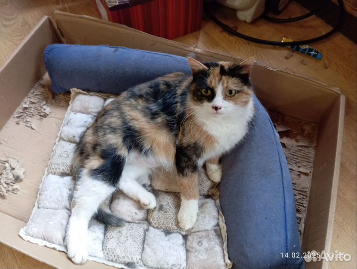 Кошечка ищет семью