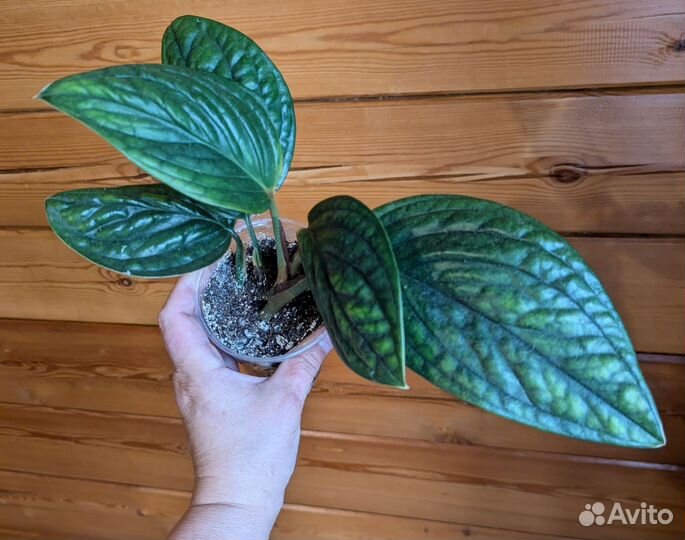 Монстера карстенианум