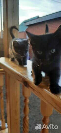 Котёнок мальчик