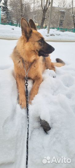 Немецкая овчарка в добрые руки