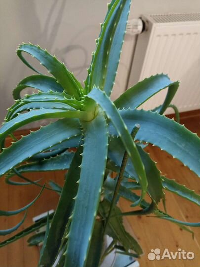 Алоэ столетник