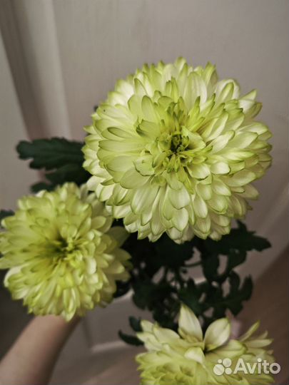 Хризантемы цветущие в горшках