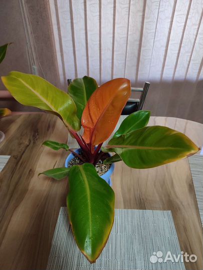 Филодендрон принц оранж