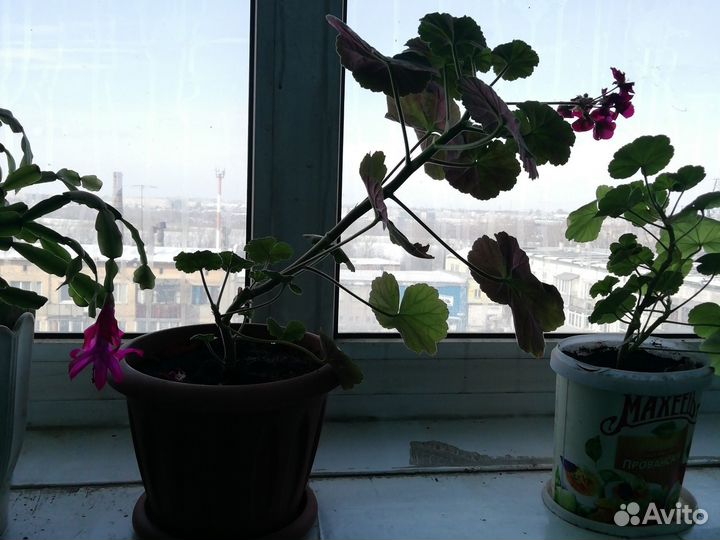 Молочай, Каланхоэ (от насморка), алоэ, декабрист