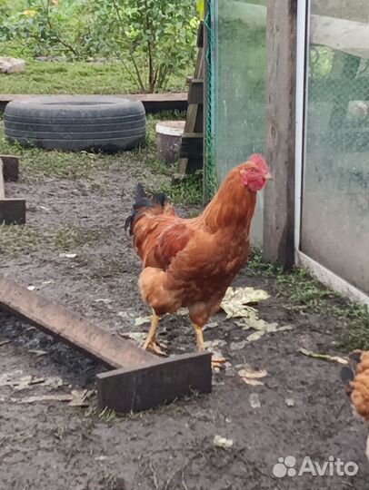 Молодые петухи Ухейлюй