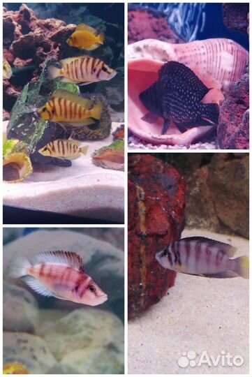 Цихлиды оз.Танганьика своего разведения