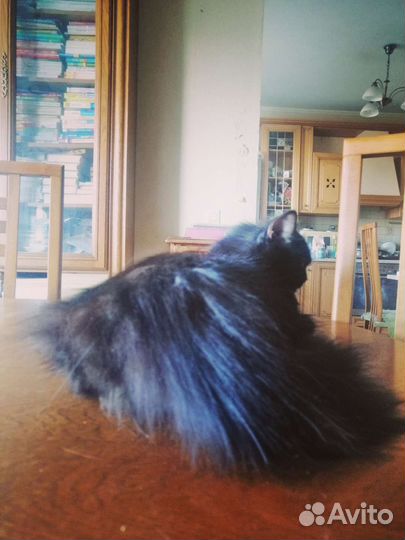 Добрая умная кошка ищет новый дом