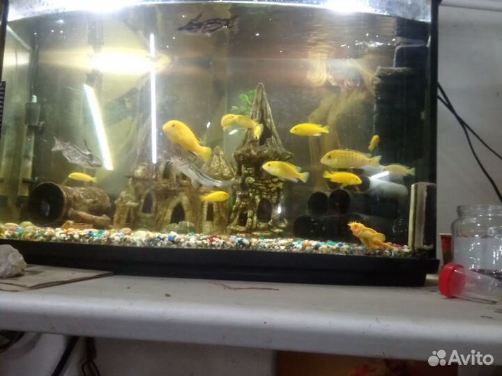Аквариум 50л безшовный комплект с рыбами