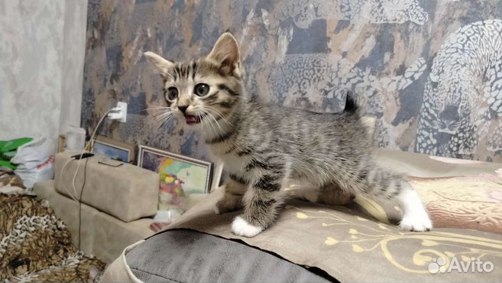 Котята курильского бобтейла