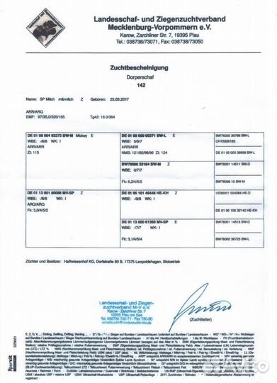 Ягнята породы Дорпер