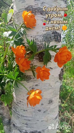 Цветы в ассортименте