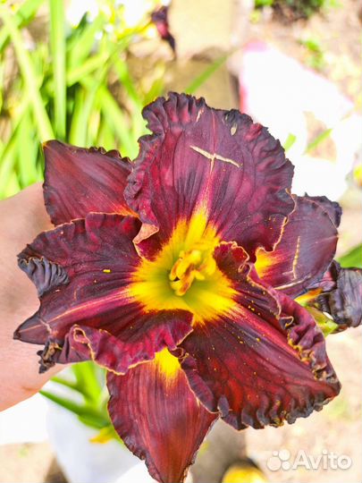 Лилейники сортовые