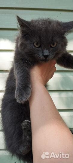 Отдам в добрые, заботливые руки даром бесплатно