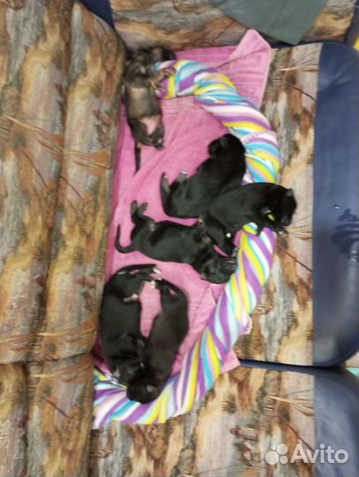 Продам щенков