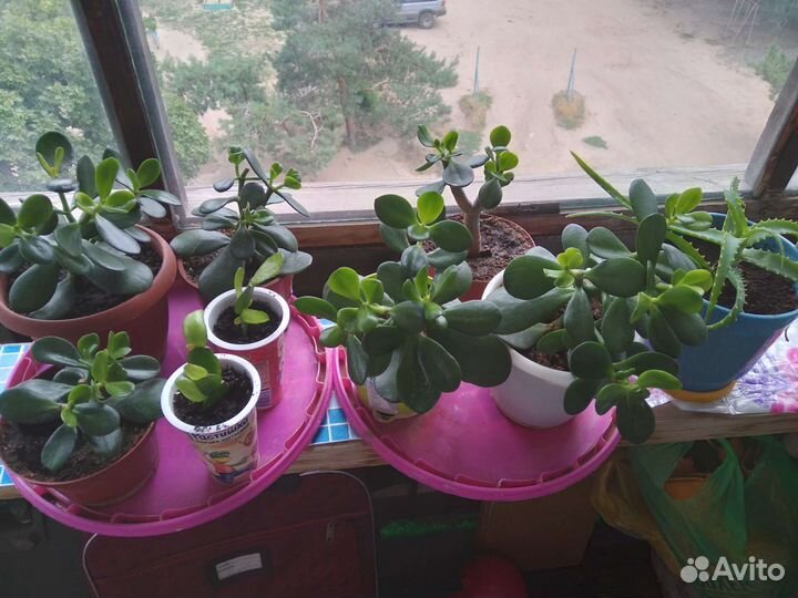 Комнатные цветы