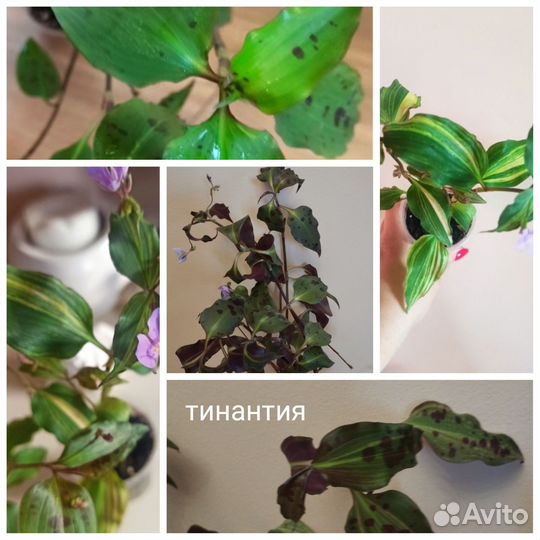 Традесканции альбом 2