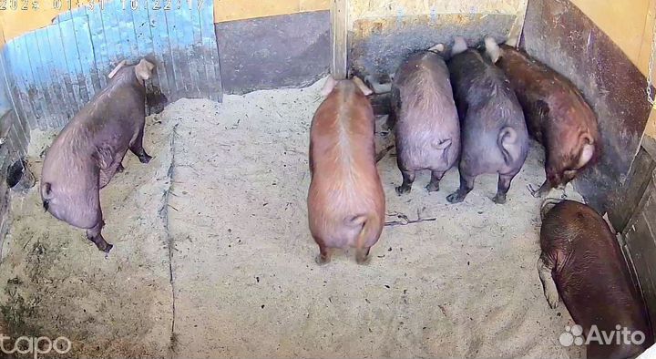 Чистопородный дюрок