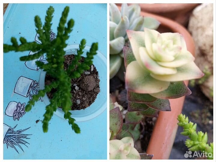 Суккуленты, 2 часть