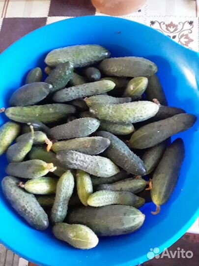 Зелёный укроп,огурцы свежие, баклажаны