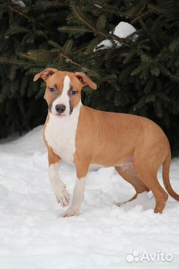 Девочка амстаффа