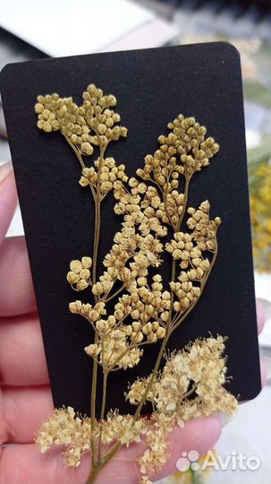 Гербарий сухие цветы декор для творчества