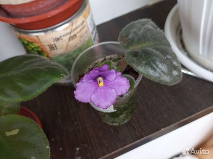 Фиалки продажа