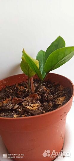 Домашние цветы