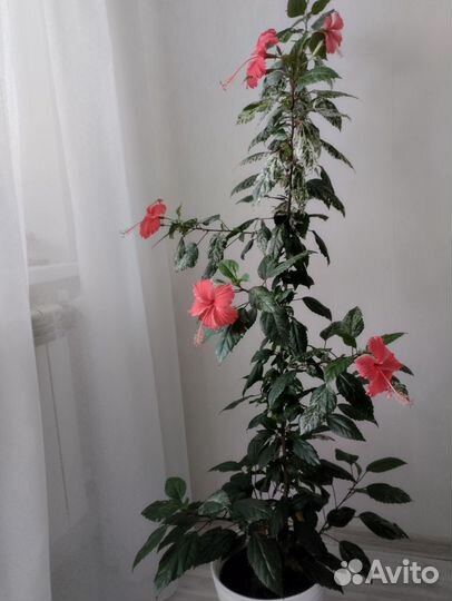 Гибискус сортовой