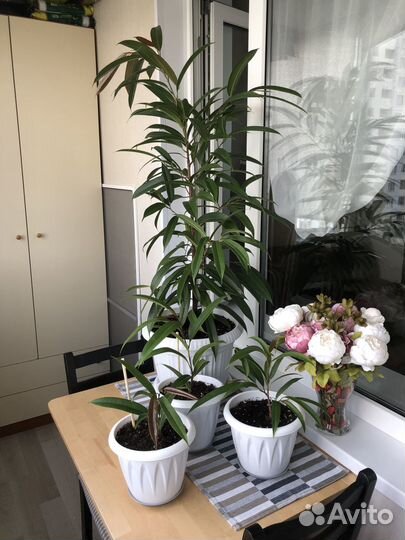 Фикус Биннендийка (Али)